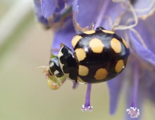 Réf. 241 181 : Coccinula quatuordecimpustulata